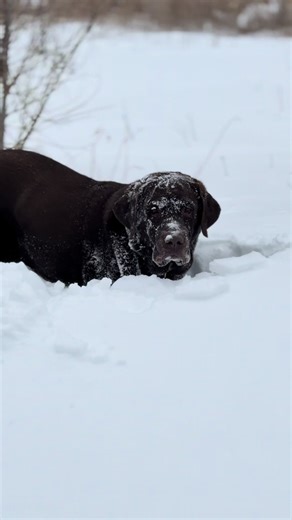 Mom I’m busy! #labrador #lab #huntingdog | Labrador