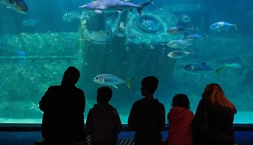 North Carolina Aquarium at Pine Knoll Shores | Programs, Excursions & Play Area