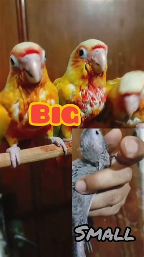 breeding pair #music #parrot # beautiful dance of parrots