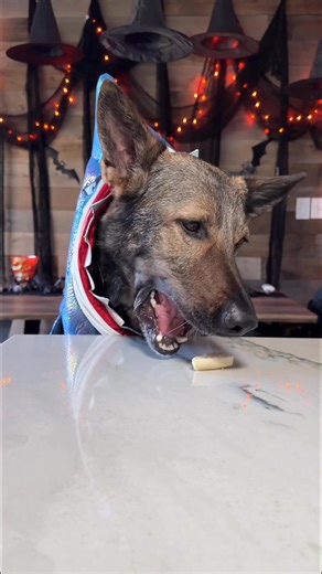 275K views · 15K reactions | Potato the German Shepherd reviews Halloween Treats  Watch until the end for bonus footage! #ASMR #GermanShepherd #DogTreats #HalloweenDogs #SpookySeason | Jade the Sable GSD | Facebook
