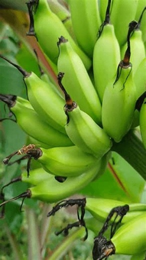 clip-3986881245-%F0%9F%93%8D%F0%9F%93%8D%F0%9F%93%8Dpraya-lombok-tengah-shades-green-%F0%9F%8C ...