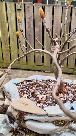 “I Made This Bonsai Pot From Slate… 🌳”