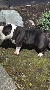 What American Bully out there is ready to take over the game in 2025 with the Bully Broadcast? Post up your dogs in the comments section if you think you have what it takes to be the top dog! Dog featured in video Master Po Owner: John Gueco | The Bully Broadcast