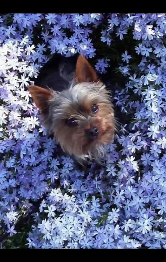 #Cute #nimals #blue #flowers #spring | I like beautiful pictures