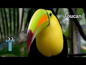 Amazing ABC Animal Adventure | Real Animals A to Z | Fun Alphabet Song for Kids, Toddlers, Preschool