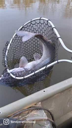 Baiting Limb Lines & Catching Big Cats With Sandys Catfish Soap!! Available to Purchase @ www.sandyscatfishsoap.com