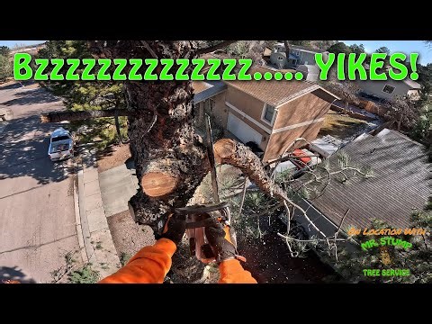 Mr Stump On Location in Colorado Springs removing 2 Pine Trees #TreeRemoval #MrStump #treecutting