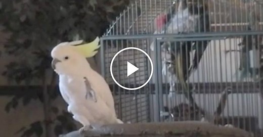 Snowball the Cockatoo Shows Off His Dance Moves