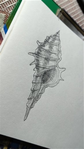 how to draw a sea shell ? drawing speed paint / shading process. #quickdrawing
