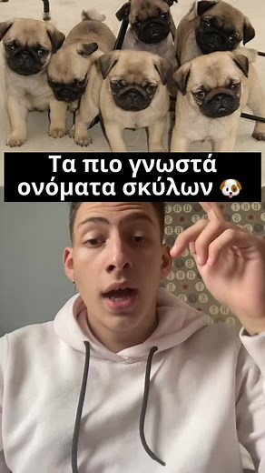 Εσεις εχετε σκυλο? 🫣🥰#fy #fyp #foryou #greece #viral