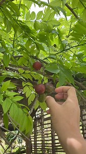 Sineguelas / Spanish plum seedling | Aicel Espinosa