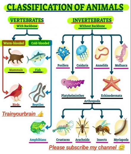 classification of animals #vertebrates and invertebrate#biology #knowledge