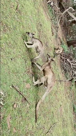 Mating kangaroo