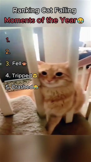 Ranking Cat Falling Moments of the Year