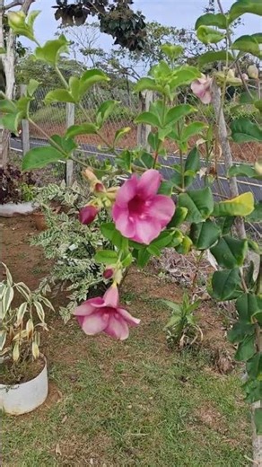Mandevilla sanderi#o enredadera de trompeta.#le encanta el sol