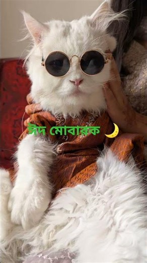 ঈদের শুভেচ্ছা রইল 💜 #viral #cat #cartton #cutecat 🌙⭐🌙
