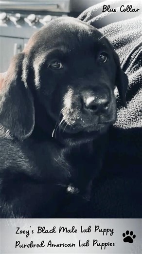 Zoey's Black Lab Puppy with Blue Collar #labradorretriever #blacklab #americanlabrador SOLD