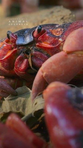A christmas island red crab faces dangerous roadblocks 🦀 #IncredibleAnimalJourneys