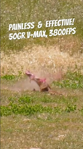 Vaporizing a Ground Squirrel (Pest Control)