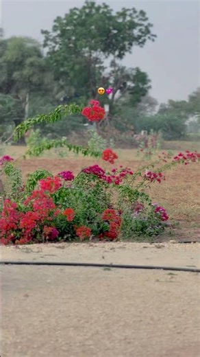 #gadar2 #bollywood #hindisong #song #music