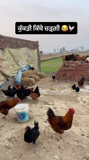 455K views · 28K reactions | Follow. . . . #hen #egg #eggs #fun #funny #like #follow #poultry #poultryfarming #farm #farmlife #organic #punjab #india #uk #usa #canada #europe #new #daily #info #motivation #knowledge #youtube #instagood #viralvideos #viral #reels #jattlife #maruti | Gurpreetsidhuvlogs | Facebook