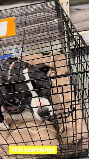 Check out the pups who didn’t find a home this evening. | Bridge To Home Animal Rescue