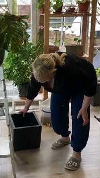 🌿Monstera Thai Constellation - ein Umtopfen war nötig #zimmerpflanzen #monstera