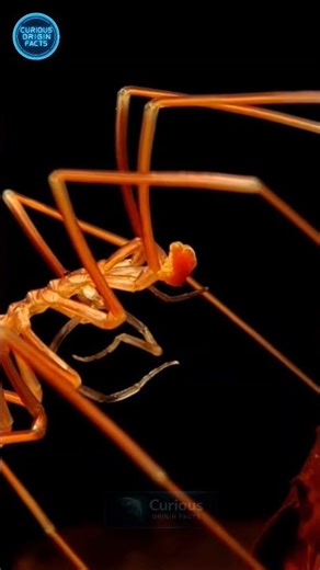 This Spider Has No Body… How Is It Alive? 😳