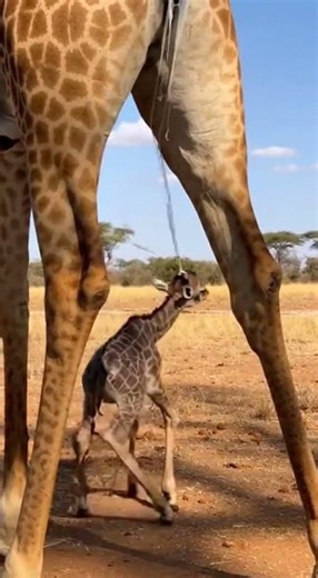 Life in Motion: The Newborn Giraffe's First Wiggle