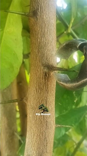 grafting it so wonderful tips🌱🌳 #plants #garden #gardening #nature #craft #diy #grafting