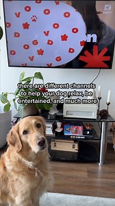 DOGTV’s relaxation channel is perfect for helping out our anxious pups! 🐶 #DOGTV #tvfordogs #doganxiety #enrichmentfordogs #dogparents #dogmom #dogdad #dogmeme | DOGTV