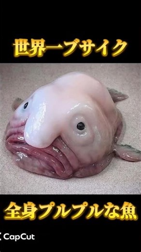 【ブサイク】プルプルすぎるブロブフィッシュの正体 #海洋生物 #深海魚 #海の生き物 #ブサカワ #shorts #雑学