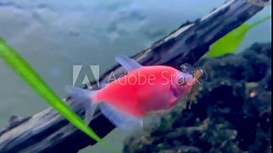 Video of goldfish eating a bug in the aquarium. Fish, fish tank.