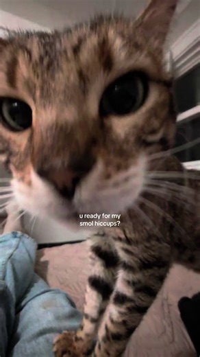 Cute Kitten Hiccups: Adorable Moments Captured