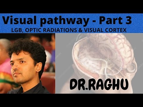 Visual Pathway-3 (Lateral Geniculate Body, Optic Radiations & Visual cortex)