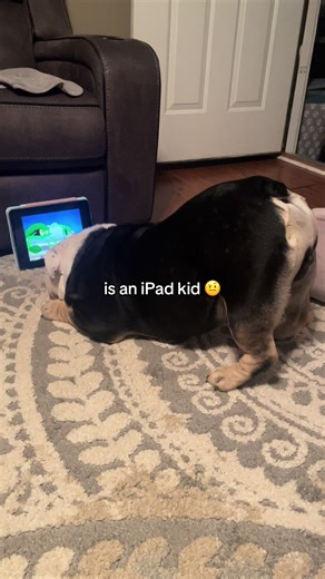 lil bro needs a life 🥲 #englishbulldog #bulldog #bulldogsoftiktok #dog #dogsoftiktok #dogs #doglover #dogmom #doglife #cutedog #funnyvideos #funny #funnydog #ipadkid #explorepage #viral #viralvideo #foryoupage #fypシ #fyp #fypage #meme #memes