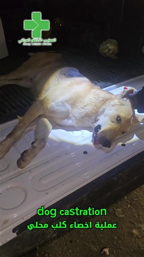 يواصل فريق الصليب الاخضر العراقي Iraqi Green Cross Cross تنفيذ برامجه الميدانية وفق المنهجيات العالمية المعتمدة لإدارة الكلاب البرية، بما يشمل إجراءات التعقيم، والتنظيف الصحي، والتلقيح، والترقيم، وإعادة الإطلاق وفق ضوابط بيطرية معتمدة، وذلك بهدف ضمان تحويلها إلى كلاب آمنة، وصديقة للبيئة، ومحمية قانونياً. إن تطبيق هذه الإجراءات يسهم بشكل فعّال في منع انتشار الأمراض والسيطرة على أعداد الكلاب البرية بطريقة حضارية وإنسانية، مما يضمن عدم تشكيل أي تهديد على المواطنين ويعزز التوازن البيئي في المناطق ال