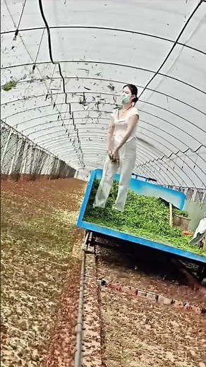 locust farming #work #farming