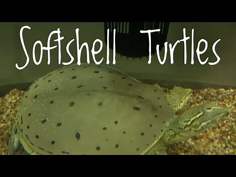 Species Spotlight - Softshell Turtles