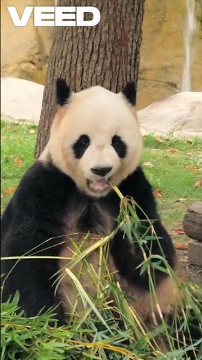 Pandas Types and Traits