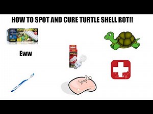 How to spot and cure turtle shell rot!