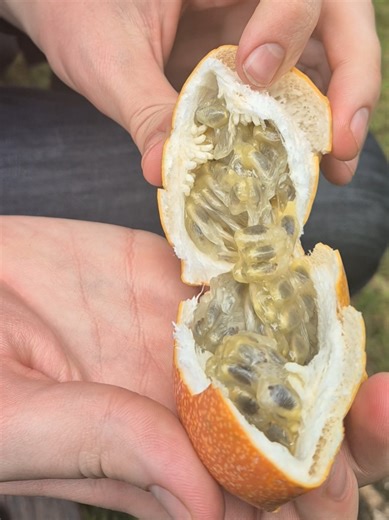 Sweet, tangy, tropical 🥭✨ The fruit inside is a sweet jelly pulp with black seeds. 😍🇺🇬 #uganda #fruit #africa #nature #tropical