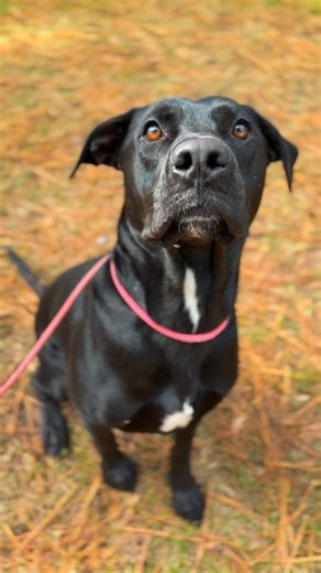  Meet Roman Roman is one of our current training dogs, and his...