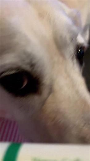 Do you keep eye serums in the fridge? #koreanskincare #korean #eyeserum