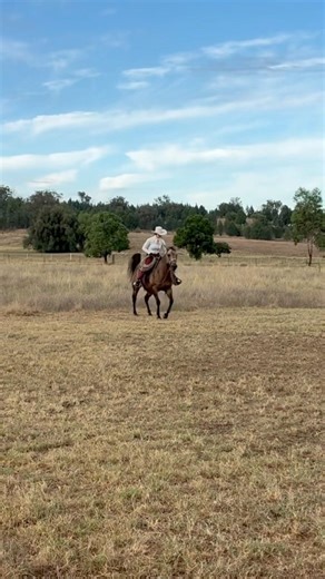 Working our position 1: Ready, set, go pony go! 💕 #horsemanship