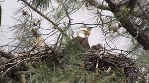 VIDEO: Terri Lhuillier with Friends of the Redding Eagles caught this video of Liberty and Spirit's two newest eaglets in their nest at the Riverview Golf Course. The Friends of the Redding Eagles are still asking for submissions in their eagle naming contest. If you would like to submit your ideas, click here >> https://docs.google.com/forms/d/e/1FAIpQLSepb87S7zrcMZI6PXzhLCeFD6t21xj5sjw7mEV9n2aT_34CWg/viewform | KRCR News Channel 7