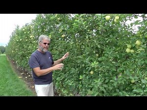 090512vlog - Lindamac vertical axis yield AND Fruiting Wall vs. Tall Spindle Apple yield