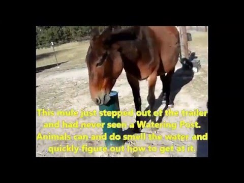 Automatic livestock waterer,Frost proof, energy free, The Watering Post..!!