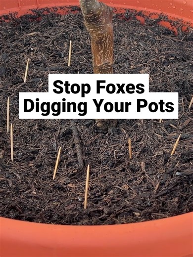 Stop Foxes Digging Your Pots! Protecting your pots from foxes doesn’t have to be complicated. Here’s one slightly unusual trick that I use… Place a few toothpicks in the soil. Give it a try and let me know if it works for you! #GardeningTips #Gardening #SmallGarden #Foxes #UKGardening #GardeningUK #UrbanGardening