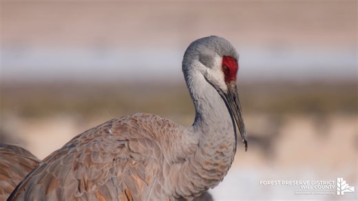 303 reactions · 48 shares | What's cooler than watching a majestic sandhill crane strut its stuff like it’s auditioning for a wildlife runway show? Hearing it call out. | Forest Preserve District of Will County | Facebook